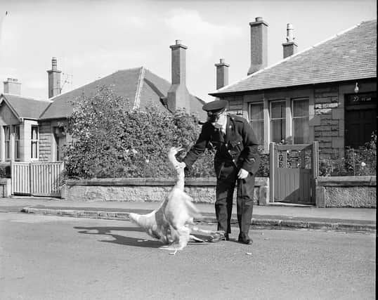 Inspector WR Pryde of the SSPCA moves a swan on Greenbank Road, back in 1960.