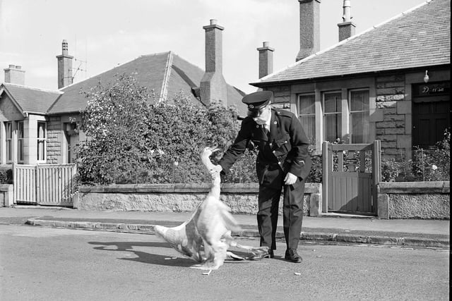 Inspector WR Pryde of the SSPCA moves a swan on Greenbank Road, back in 1960.