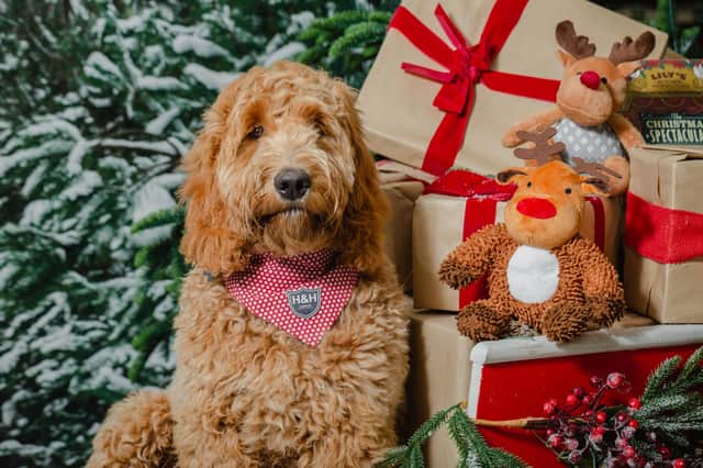 Santa knows all dogs deserve a Christmas present