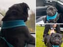 Fugitive Reggie: Police officers rescue little dog from traffic and discover he is a 'good boy after all'