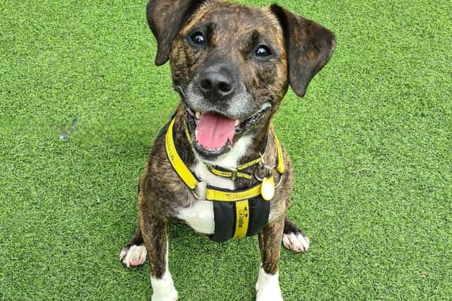 Annabelle, who is staying at the Dogs Trust West Calder, is a sweet and affectionate girl who loves spending time with people and loves nothing more than a snuggle on the sofa with her family