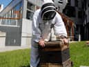 Beekeeper Stuart Hood attends to one of the hives in the Scottish Parliament grounds.