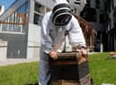 Beekeeper Stuart Hood attends to one of the hives in the Scottish Parliament grounds.