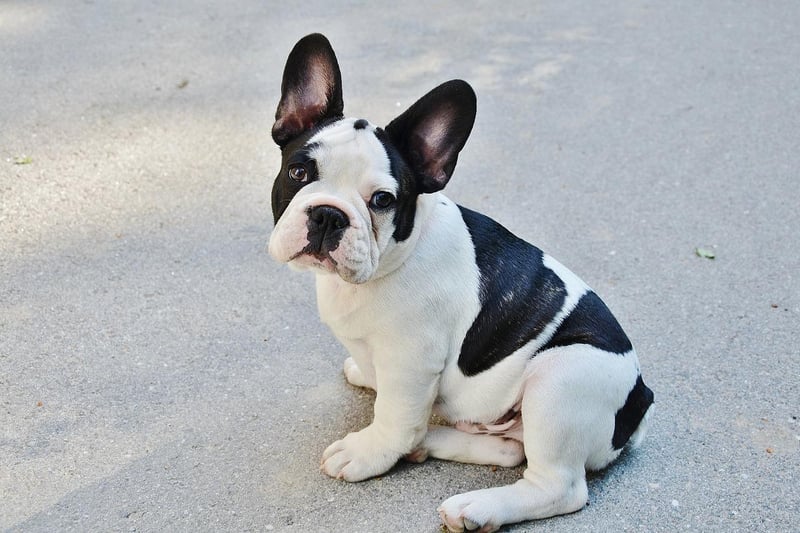 In ninth place for Edinburgh is the French Bulldog, which had 386 monthly online mentions.