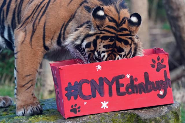 Lucu feeds from the enrichment box at the launch of Edinburgh's Chinese New Year Festival 2022