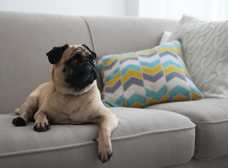 The tiny pug is perfectly happy living in a flat. A couple of moderate walks a day will keep them exercised and then they'll be happy napping on the couch.