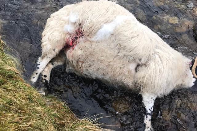 Several sheep were killed in the attack, which happened during the evening on Thursday, March 10.