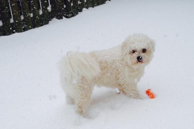 One Edinburgh pup had great fun playing in the snow.
