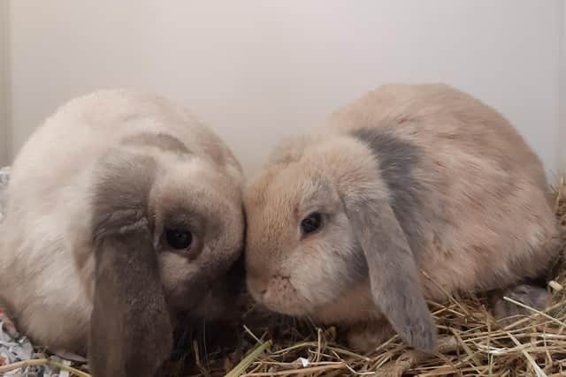 Two live rabbits were found within the incidents (Photo: Scottish SPCA).