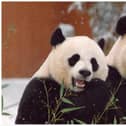 From Thursday, November 30, the Royal Zoological Society of Scotland (RZSS) will be restricting access to Yang Guang and Tian Tian’s enclosure.