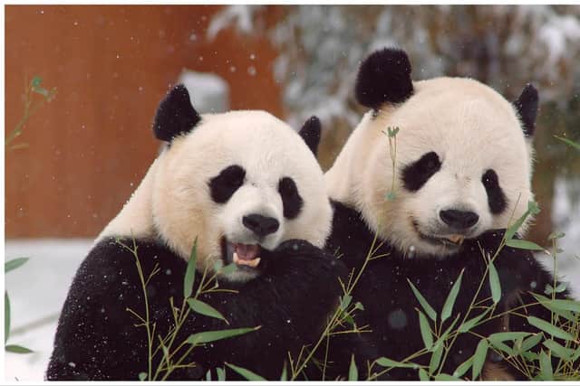Edinburgh Zoo pandas: Final date to see Edinburgh Zoo's giant pandas Yang Guang and Tian Tian announced