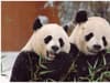 Edinburgh Zoo pandas: Final date to see Edinburgh Zoo’s giant pandas Yang Guang and Tian Tian announced