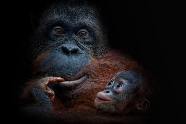 A baby orangutan looks lovingly at its parent, captured by Michael Milfeit in Germany