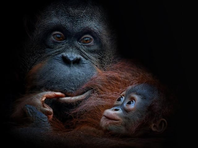 A baby orangutan looks lovingly at its parent, captured by Michael Milfeit in Germany