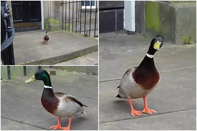 A dauntless duck has been photographed relaxing on a New town doorstep.