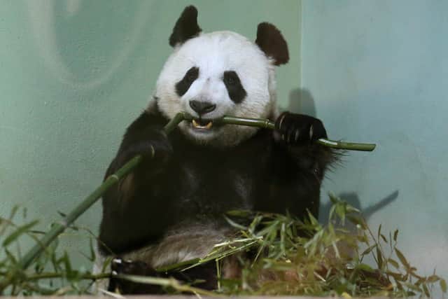 Tian Tian in her enclosure at Edinburgh Zoo (Photo: Andrew Milligan).