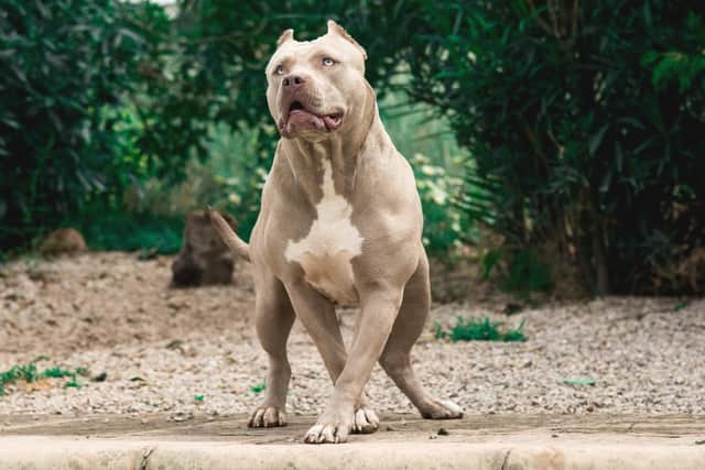 Lots of the people who own dogs like American bully XLs, above, do so to use those dogs as weapons, says Vladimir McTavish