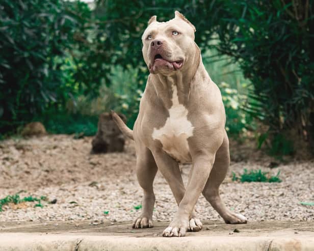Lots of the people who own dogs like American bully XLs, above, do so to use those dogs as weapons, says Vladimir McTavish