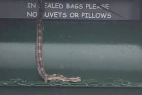 The image from Fife Jammers showed a snake at a clothing point