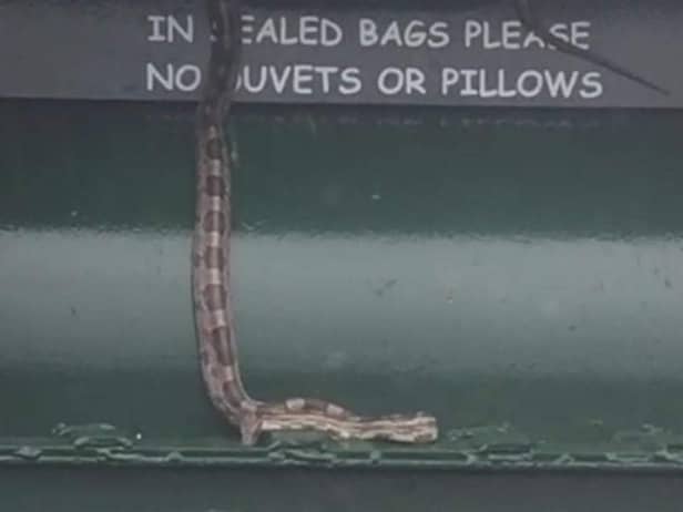 The image from Fife Jammers showed a snake at a clothing point