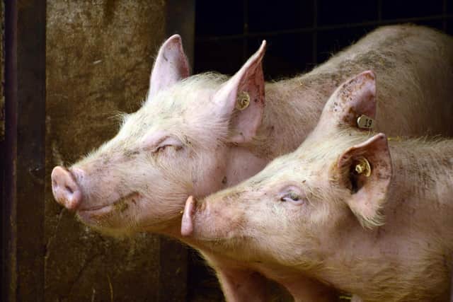 Researchers hope the agreement will lead to disease-resistant pigs.
