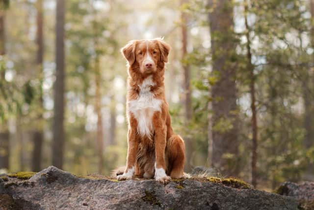 Many of us have turned to our beloved pets to cheer us up during lockdown (Credit: Shutterstock)