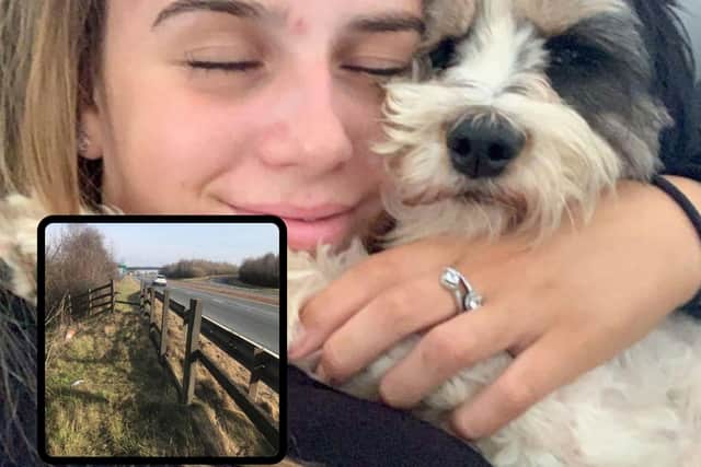 A family launched a petition after the death of their much loved dog.