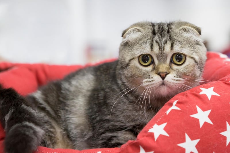 Equal fourth, also costing around £1,040, is the adorable Scottish Fold cat. It's a controversial breed though - cat lovers have been urged to avoid purchasing Scottish Folds due to them being prone to a variety of severe health problems.