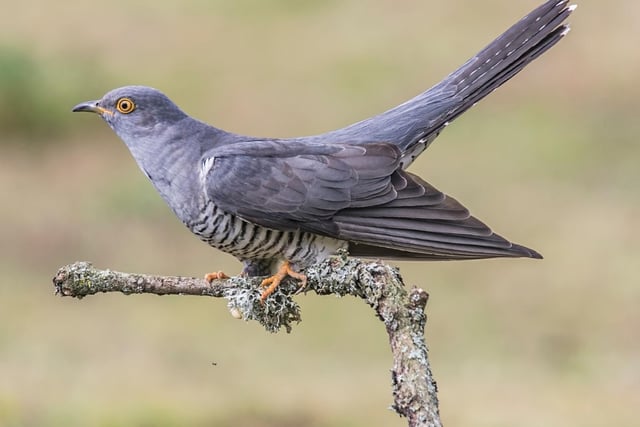 The cuckoo is a bird that's well known for it's distinctive call and devious tactic of laying eggs in other birds' nests. They arrive in Britain from Africa in April in order to match the breeding pattern of host species. They are rare in Scotland have have been seen in recent years around the banks of Loch Katrine.