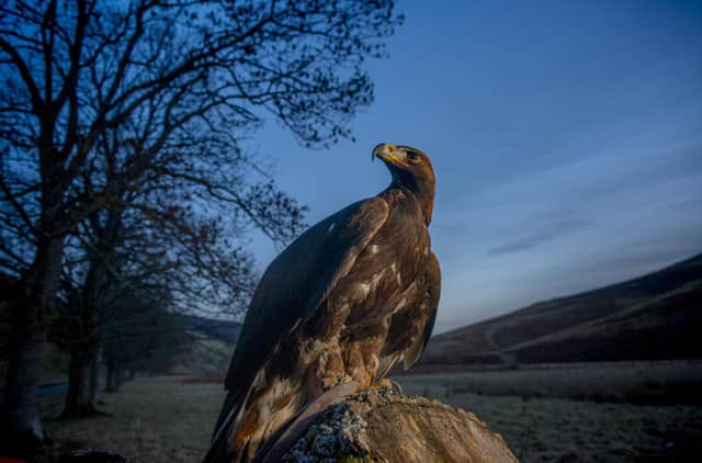 Golden eagle which went missing in Perthshire