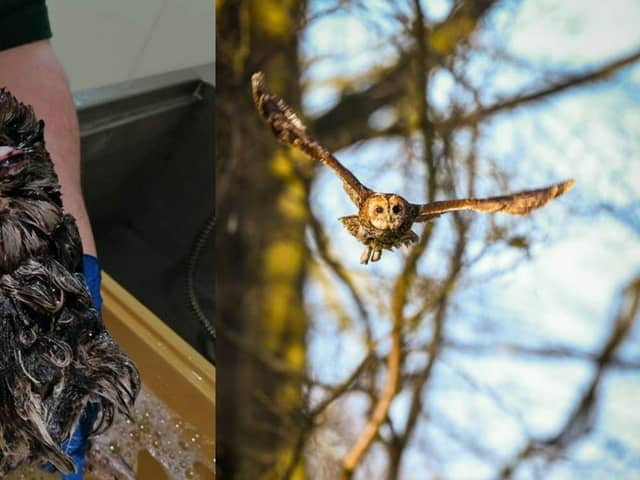 Before and after shot of the female tawny owl since receiving care from the Scottish SPCA (Photo: Scottish SPCA).