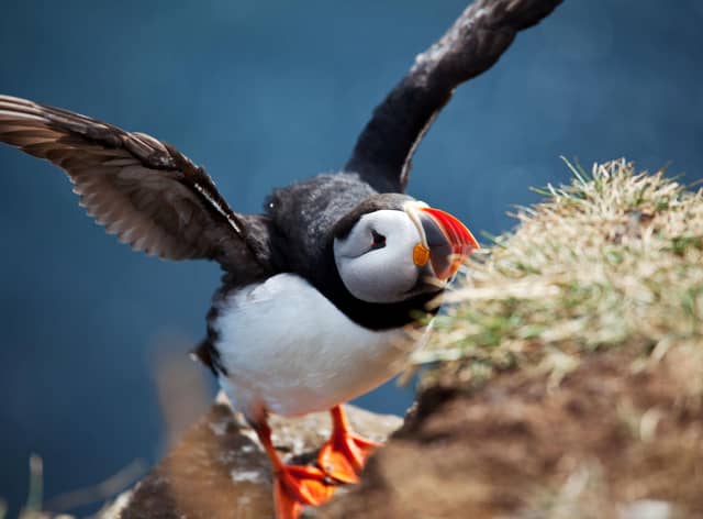 Puffins are among Scotland's most at risk species due to climate change (Photo: Getty Images via Canva Pro)