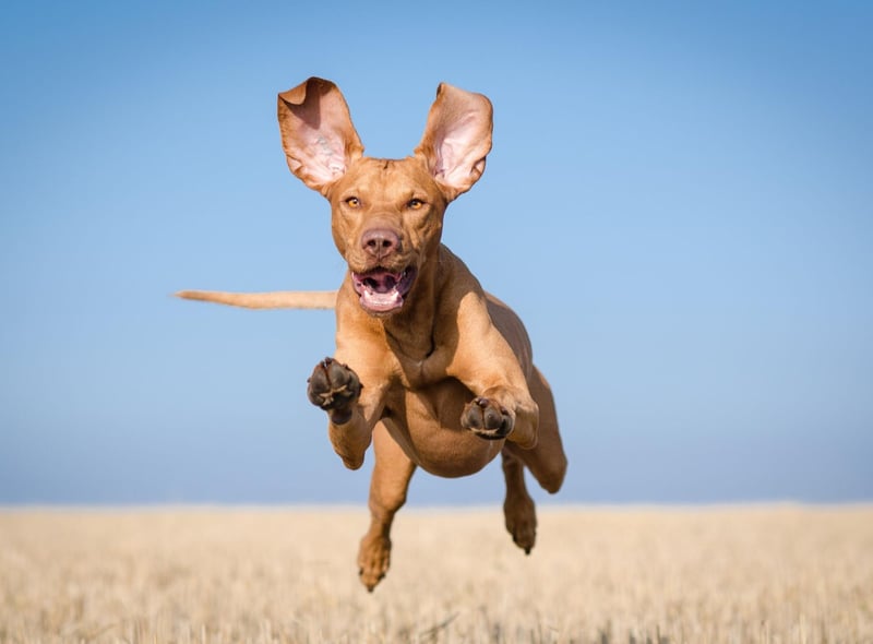 The other dog that can register up to 40mph on the canine speedometer is the Vizla. If this Hungarian breed doesn't get plenty of exercise it can become destructive.