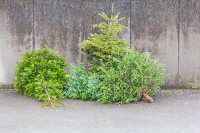 It’s easy to recycle your real Christmas tree in January (Shutterstock)