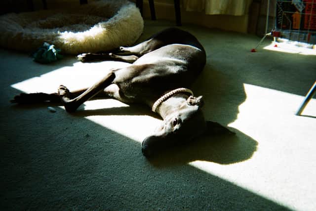 Since recovery, Rhys has taken part in a photography exhibition for people living with cancer and those in remission. He captured this image of his greyhound Darcy, who helped him through his illness.