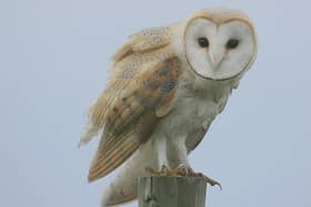 A barn owl, along with a goshawk, was found dead in the trap owned by gamekeeper Peter Givens. PIC: Steve Garvie/Creative Commons.