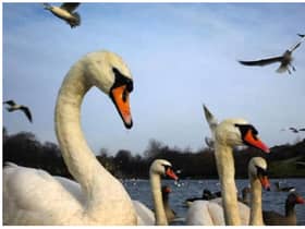 Historic Environment Scotland (HES) reported that 20 swans have died from suspected avian influenza at Holyrood Park in Edinburgh.