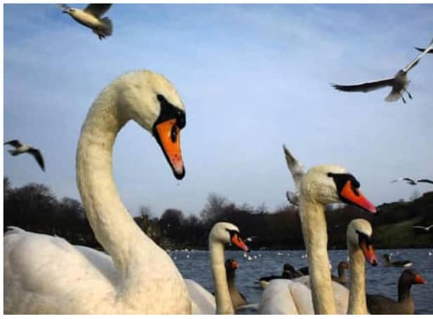 Historic Environment Scotland (HES) reported that 20 swans have died from suspected avian influenza at Holyrood Park in Edinburgh.
