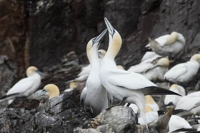 The Centre was originally conceived by local businessman and ornithologist, Bill Gardener MBE, whose vision was to make the wildlife wonder on the Bass Rock, now the world’s largest northern gannet colony, accessible to all.