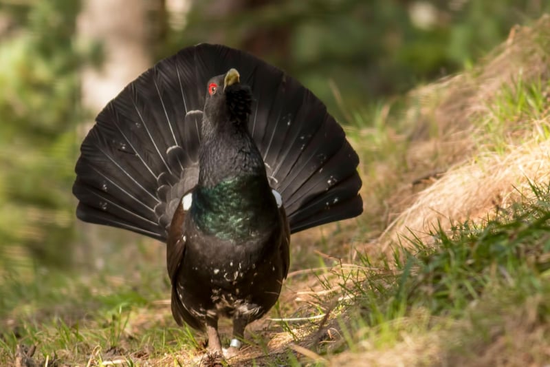 The Scottish Highlands is home to varierty of rare birds you will struggle to see elsewhere - and March is one of the best times to see them as they become more active during mating season. The likes of the Capercaillie (pictured), Scottish Crossbill, Crested Tit, Black Grouse, Golden and White-tailed Eagle, and Ptarmigan can all be seen - particularly if you can find a good local wildlife guide.