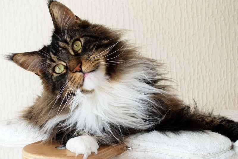 Priced at around £1,040 for a kitten, the fourth most expensive UK cat is skilled hunter the Maine Coon. This distinctive cat is one of the oldest natural breeds in North America, where it is the official state cat of Maine.