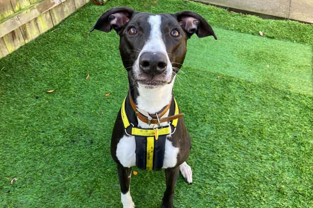 Oreo the lurcher is hoping to find her forever home (Dogs Trust West Calder)