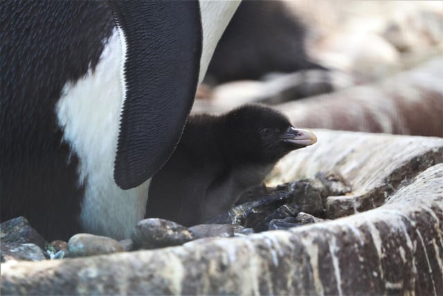 The first Northern rockhopper chick of the season was born at Edinburgh Zoo in May. The penguin species are endangered, so keepers at the zoo said it was "really exciting" to welcome the tiny newborn.