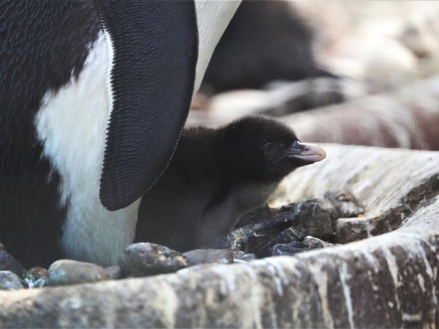 The first Northern rockhopper chick of the season was born at Edinburgh Zoo in May. The penguin species are endangered, so keepers at the zoo said it was "really exciting" to welcome the tiny newborn.