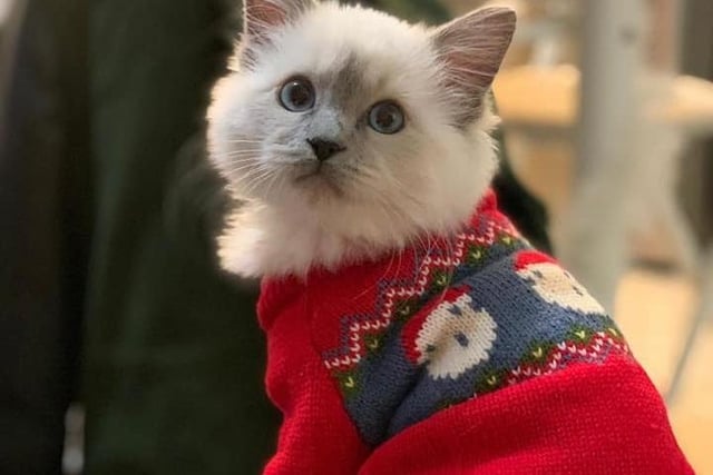 Kierian Cameron shared his cat Haggis dressed up in a Christmas jumper.