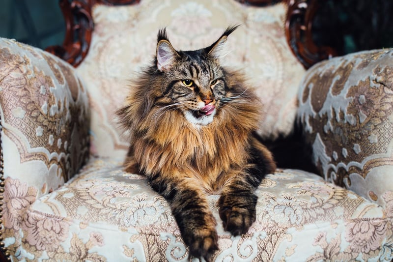 Rounding out the top five is skilled hunter the Maine Coon. This distinctive cat is one of the oldest natural breeds in North America, where it is the official state cat of Maine.