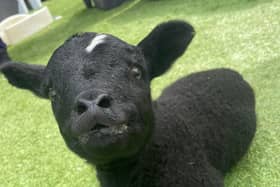 Oreo the lamb, who will be given a 'chance at life' in her new home - Five Sisters Zoo in West Calder. (Photo credit: Five Sisters Zoo)