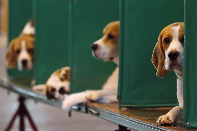 These beagles are at Crufts. Others are used to test new drugs (Picture: Dan Kitwood/Getty Images)