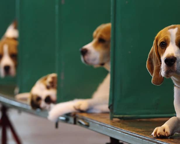 These beagles are at Crufts. Others are used to test new drugs (Picture: Dan Kitwood/Getty Images)