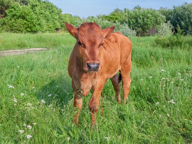 Cha robh laogh ruadh riamh luath, is cha robh laogh luath riamh reamhar.
(A red calf was never fast, and a fast calf was never fat.)
